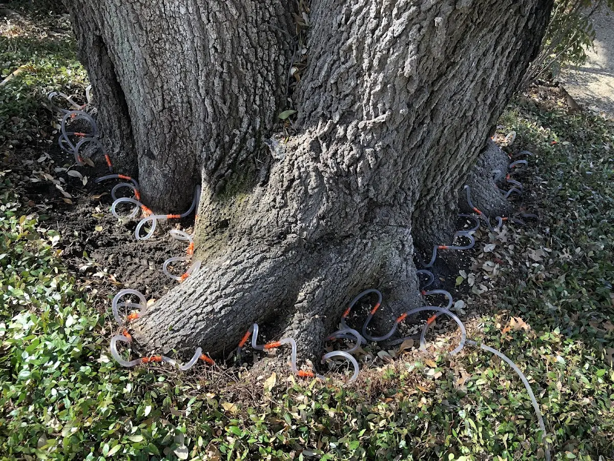 Detailed Tree Cabling and Bracing job site in South Solon