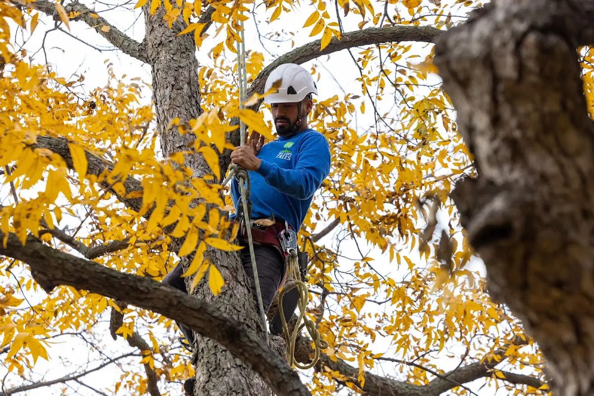 Skilled Tree Planing crew working in South Solon