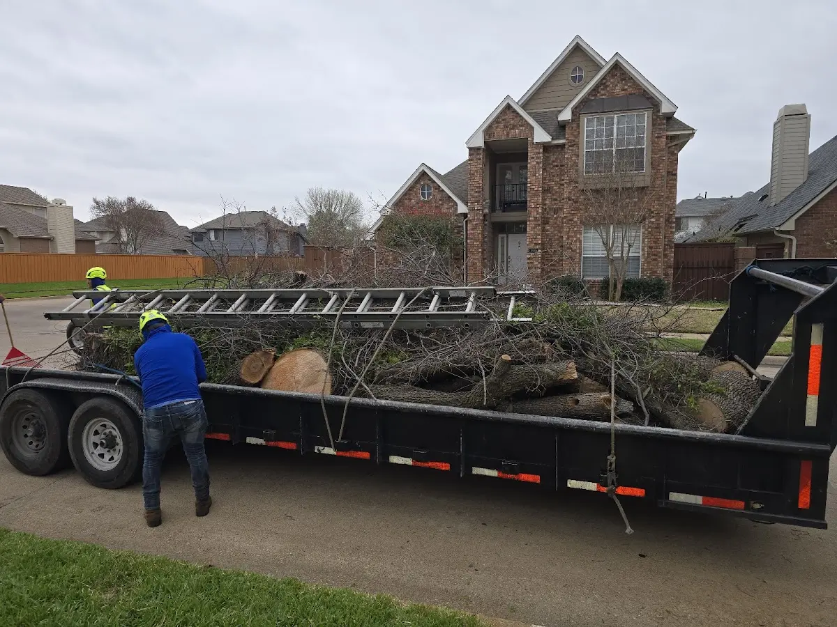Expert Tree Removal with proper safety equipment in South Solon